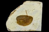 Fossil Leaf (Zizyphoides) - Montana #113228-1